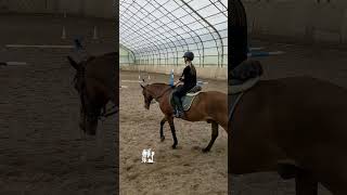 Любава и Алиса.  Прибавляем. Расширяем рысь.  #horse  #лошади