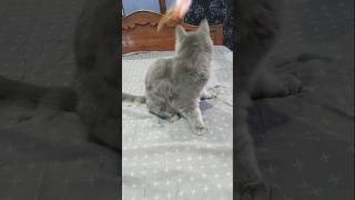 #cuteanimals #cute #cat #playing #meowing #kitten #shorts