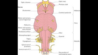 ADMITEREA la MEDICINA! NERVII CRANIENI, trunchiul cerebral. (manualul de Biologie clasa 11 Corint)