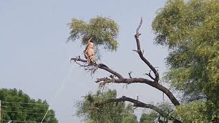 Tree Cutting With Axe | Cutting A Large Tree & Bringing Its Pieces To Ground Safely By Rope