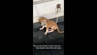 The tragedy of Parel Hospital in Mumbai | Animal Hospital