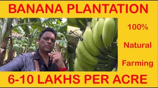 6-10 lakhs in Banana Farming learn with kiran prakash 9739296091