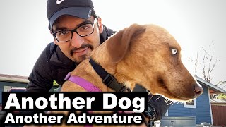 Another Dog means, another adventure...