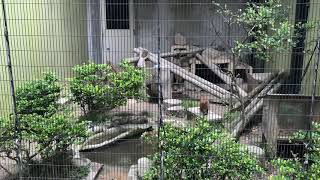 Fukuoka/Hakata-Shimonoseki 福岡／博多-下関 🎌 Jun 2018 🎌🍈 - Fukuoka Zoo and Bontanical Garden 🦈 20180612