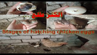 لحظة فقس بيض الفراخ البلدى من البداية للنهاية 🥚🥚🐤🐤 Stages of hatching eggs for chickens