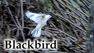 White Blackbird (Leucistic) in Mid Winter #4k #birds #newzealandbirds #newzealand