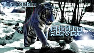 Tigre Maltés | TIGRE AZUL | #Bestiario Vol.20 | CRIPTOZOOLOGÍA | Criptidos A La Vista