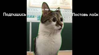 Все видео с котами в одном #собаки #котики #рек #рекомендации #рек #рекомендации #рек #рекомендации