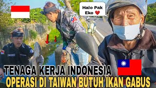 Tenaga Kerja Indonesia Operasi Di Taiwan Can Kevin Carikan Ikan Gabus Buat Obat