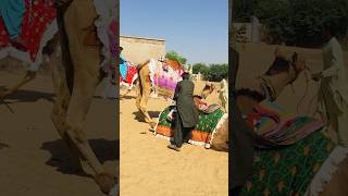 The rolling camels of Thar #shorts  #shortvideo  #youtubeshorts