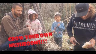 Grow Your Own Mushrooms Easily! Inoculating Logs with Sawdust Spawn