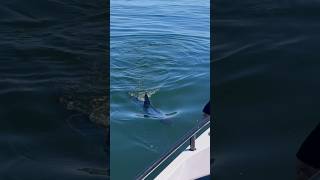 SHARK attacks fish next to boat!