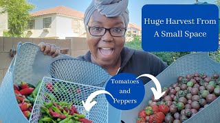 Huge Harvest From A Small Space Garden - Tomatoes and Peppers In The Spring