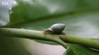 Extinct snails head back to the wild