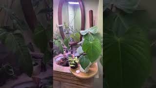 Plants in the Bathroom Part 5: Dead or Alive?       #shorts #plants #houseplant