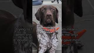 I'm so happy he can't spell yet #gsp #germanshorthairedpointer #funnydog #cutedog #dogvideo #dogdad