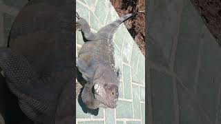 Massive Iguana Encounter in the Bahamas | Wild Adventure with a Giant Lizard!