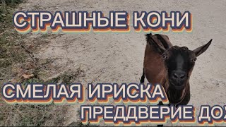 СТРАШНЫЕ КОНИ | СМЕЛАЯ ИРИСКА | ПРЕДДВЕРИЕ ДОЖДЯ