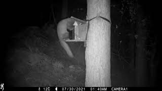 A male pine marten at the squirrel feeder