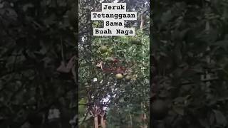 Jeruk Buah Naga #shorts