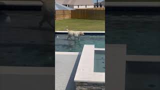 Dog falls into pool, learns to swim, and then exits