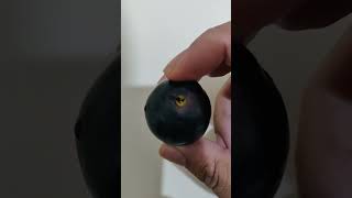 Biggest Grape In History