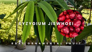 Syzygium jiewhoei – The Hidden Gem of the Tropics | Rare Ornamental Fruit Plant for Collectors