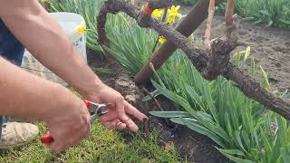 Alacsony kordonos szőlőim metszése #2  -  Pruning of my low cordon vines #2