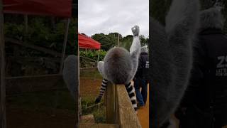 the lemur said "🤌" #animals #funnyanimals