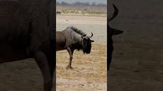 Blue Wildebeest in Etosha National Park, Namibia.