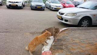 Cat's fighting on CompuLab parking lot