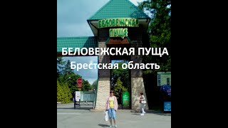 Беловежская пуща Беларусь