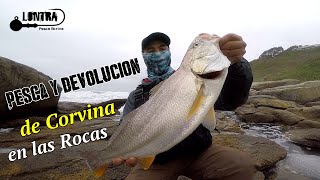 Pesca y Devolución de Corvina, en las Rocas. Lontra, Chile.