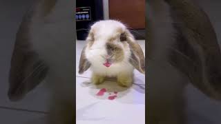 kelinci lucu #cutebunny #bunny #rabbits