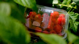 Raspberries at Redberry Farm