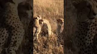 Cheetah in Serengeti national park