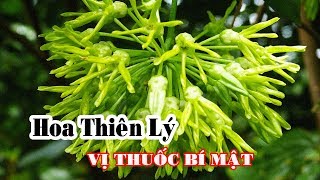 BÍ MẬT Những cách chế biến hoa thiên lý thành vị thuốc chữa bệnh