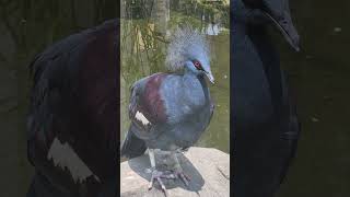 Victoria crowned pigeon