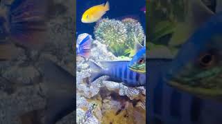 Colourful fishes in US