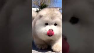 cute dog video's 😁😍#100kview #100kview #foryou