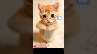 Cute cat baby funny dance 😁 patli kamriya mori😂😍 #cat #dancing #youtubeshorts