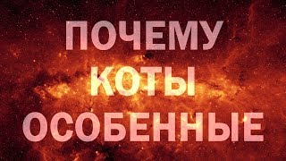 15 1 4 2 ОТНОШЕНИЕ К КОТАМ И ДРУГИМ КОШАЧЬИМ В СЛАВЯНСКОЙ ВЕДИЧЕСКОЙ ТРАДИЦИИ