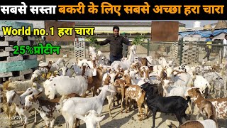 पशुओं और बाकरियो के लिए सबसे सस्ता और no.1 हरा चारा World no.1 हरा चारा #goatfarming