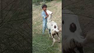 Goat And Boy #goat #shortfeed #animals