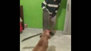 Dog with Machete