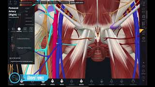 أوعية الطرف السفلي | الشريان الفخذي