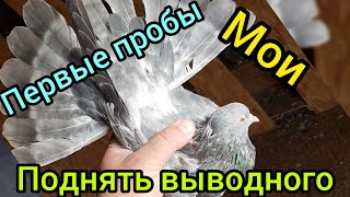 Николаевские голуби 2020.первая тренировка молодых.Nikolaev pigeons.first training of young people