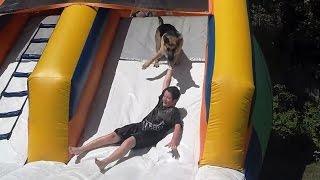 Dogs Playing on Water Slides