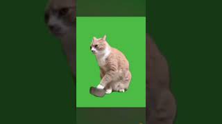 Кот для фунтажа #polly_k #cat #youtube #рекомендации