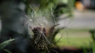 Bull thistle